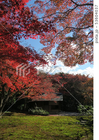 万博記念公園～汎庵・万里庵の紅葉～ 53604037