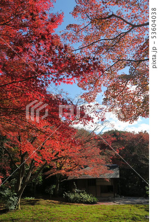 万博記念公園～汎庵・万里庵の紅葉～ 53604038