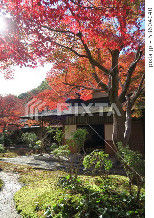 万博記念公園～汎庵・万里庵の紅葉～ 53604040