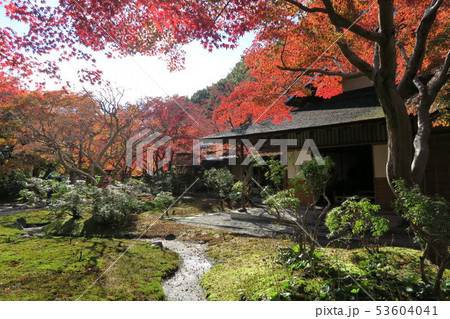 万博記念公園～汎庵・万里庵の紅葉～ 53604041