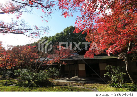 万博記念公園～汎庵・万里庵の紅葉～ 53604043