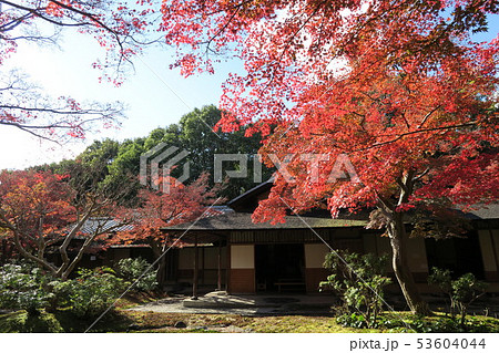 万博記念公園～汎庵・万里庵の紅葉～ 53604044