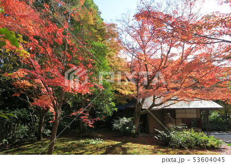 万博記念公園～汎庵・万里庵の紅葉～ 53604045