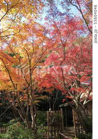 万博記念公園～汎庵・万里庵の紅葉～ 53604046