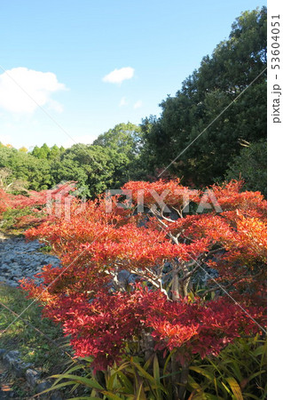万博記念公園~日本庭園の紅葉~ 万博記念公園~日本庭園の紅葉~ 53604051