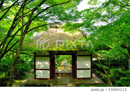 京都嵐山の常寂光寺の青もみじ 53604113