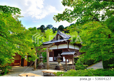 京都嵐山の常寂光寺の青もみじ 53604127