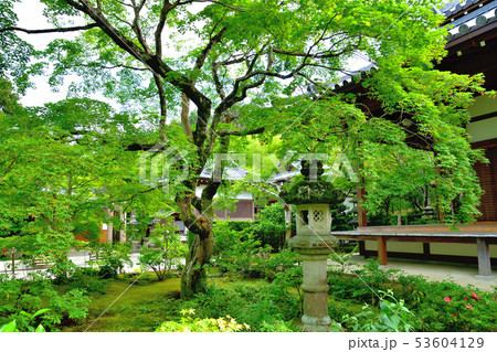 京都嵐山の常寂光寺の青もみじ 53604129