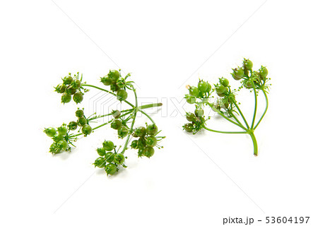 コリアンダーシード 53604197