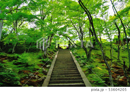 京都嵐山の常寂光寺の青もみじ 53604205