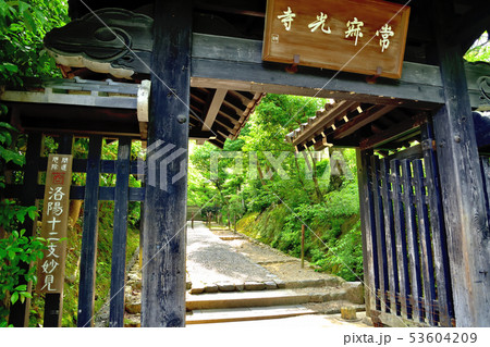 京都嵐山の常寂光寺の青もみじ 53604209