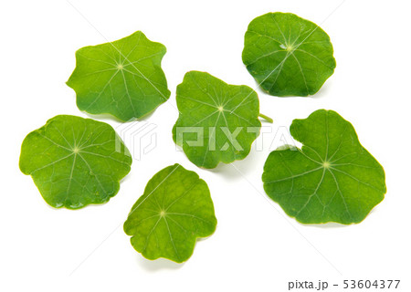 ナスタチウム 53604377