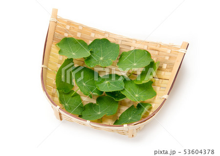 ナスタチウム 53604378