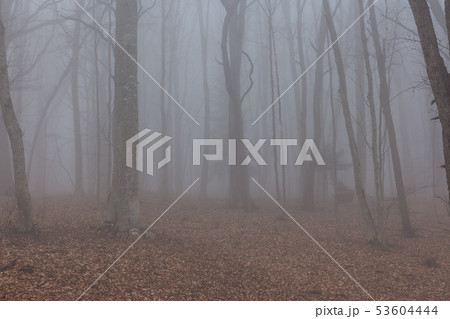 Misty autumn beech forest; ground covered by fallen leaves Misty autumn beech forest; ground covered by fallen leaves 53604444