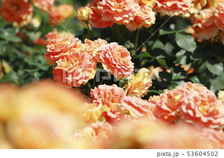 初夏のバラ園 初夏のバラ園 53604502