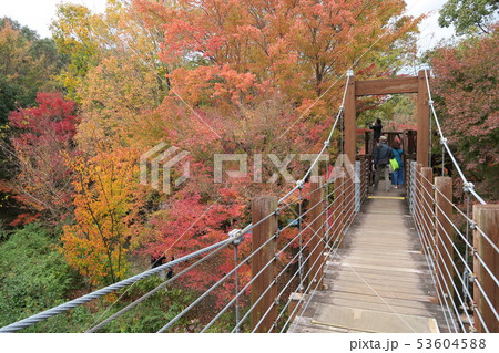 万博記念公園～ソラードの紅葉～ 53604588