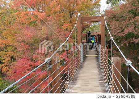 万博記念公園～ソラードの紅葉～ 53604589