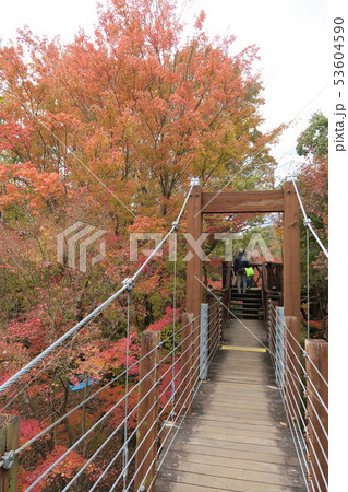 万博記念公園～ソラードの紅葉～ 53604590