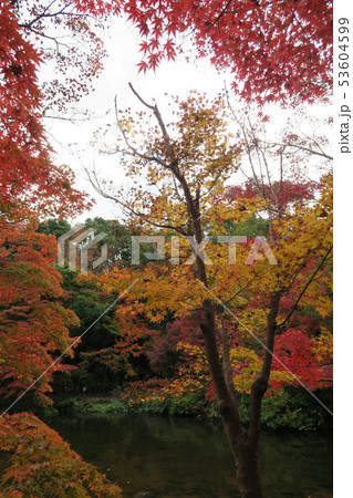 万博記念公園 紅葉渓の紅葉 の写真素材