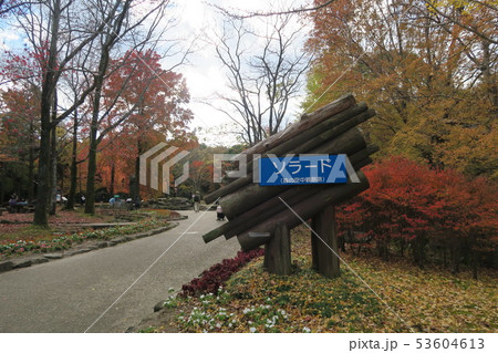 万博記念公園～ソラードの紅葉～ 53604613