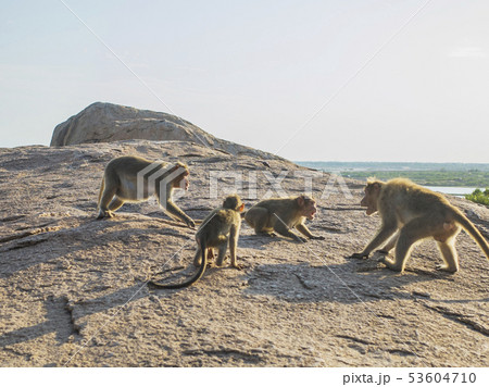 岩山の上の猿 マハーバリプラム 岩山の上の猿 マハーバリプラム 53604710