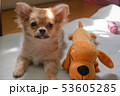 チワワ　キャンディ006 53605285