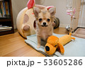 チワワ　キャンディ007 53605286