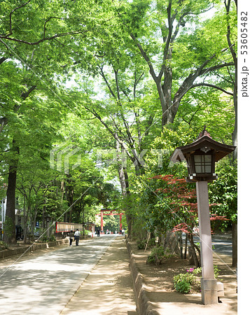 埼玉県　武蔵一宮氷川神社の参道 53605482