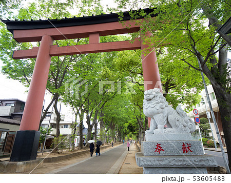 埼玉県　武蔵一宮氷川神社の参道 53605483