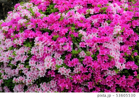 神戸相楽園 神戸相楽園 53605530