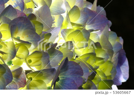 紫陽花 53605667