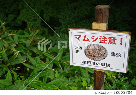 マムシ 53605704