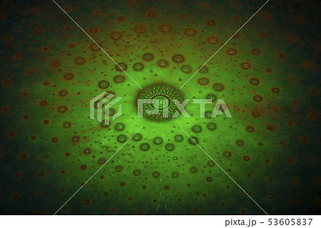 ワットパクナム９ 53605837