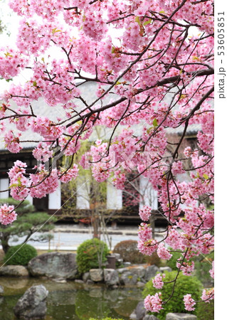 三十三間堂の河津桜 三十三間堂の河津桜 53605851