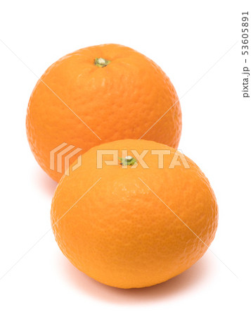 清美タンゴール 53605891