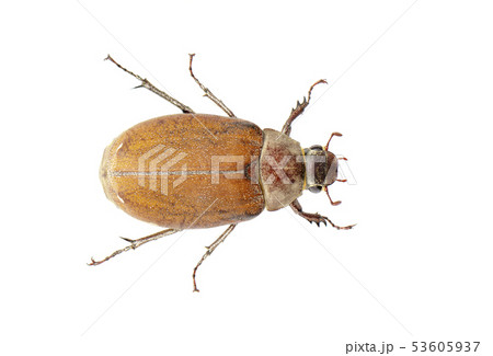Image of cockchafer (Melolontha melolontha) Image of cockchafer (Melolontha melolontha) 53605937