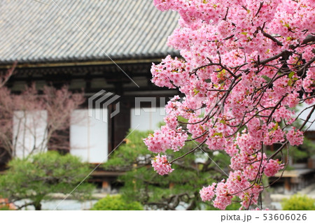 三十三間堂の河津桜 三十三間堂の河津桜 53606026