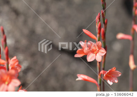 ワトソニアのオレンジ色花 53606042