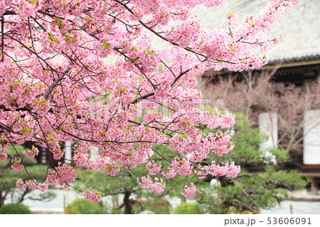 三十三間堂の河津桜 53606091