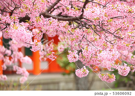 三十三間堂の河津桜の写真素材