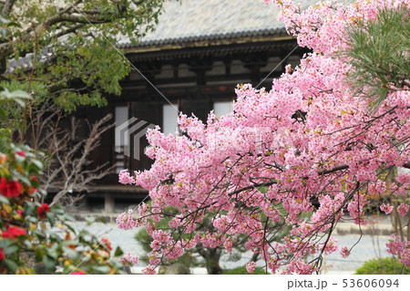 三十三間堂の河津桜 三十三間堂の河津桜 53606094