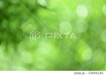 新緑の背景ボケ 玉ボケ キラキラ 新緑の背景ボケ 玉ボケ キラキラ 53606185