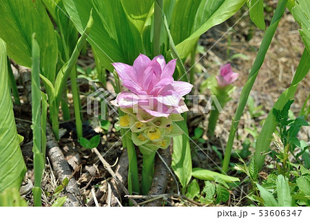 春ウコンの花 キョウオウの写真素材