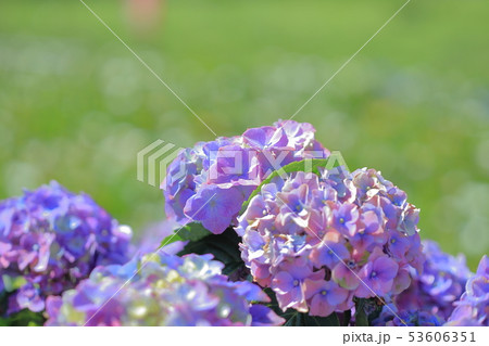紫陽花 アジサイ あじさい 53606351