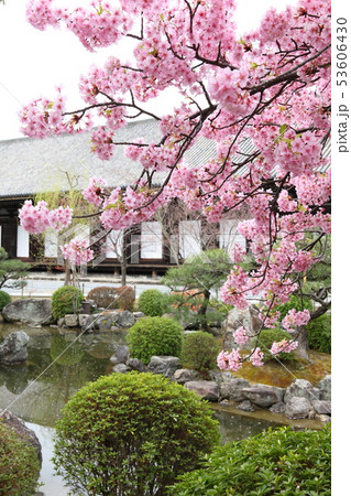 三十三間堂の河津桜 53606430