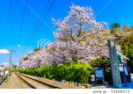 有田陶山神社の桜 【佐賀県】 有田陶山神社の桜 【佐賀県】 53606553