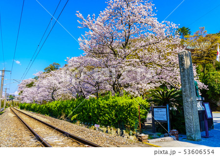 有田陶山神社の桜 【佐賀県】 有田陶山神社の桜 【佐賀県】 53606554