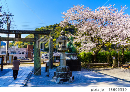 有田陶山神社の桜　【佐賀県】 53606559