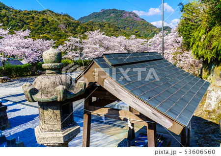 有田陶山神社の桜 【佐賀県】 有田陶山神社の桜 【佐賀県】 53606560