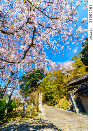 有田陶山神社の桜　【佐賀県】 53606565
